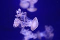 planktonic animal various jellyfish aquarium of Genoa--