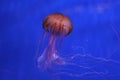 planktonic animal various jellyfish aquarium of Genoa-