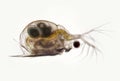 Planktonic crustaceans Daphnia probably Daphniidae Scapholebris Mucronata. Freshwater zooplancton by microscope