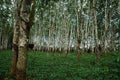 Planned Rubber Forest with Detail