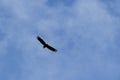 Planning a hawk in the sky Royalty Free Stock Photo