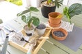 Planning your herb garden, potted flowers and plants on outdoor table