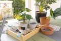 Planning your herb garden, potted flowers and plants on outdoor table