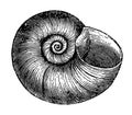 Planorbis Corneus vintage illustration Royalty Free Stock Photo