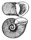 Planorbis Trivolvis, vintage illustration