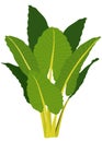 Large lively elephant leaf plant