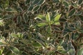 plant abelia grandiflora kaleidoscope close up leaves with sunlight outdoors