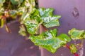 A plant that is able to cling to vertical surfaces and cover them completely with its thickets. Possible variety of ivy Royalty Free Stock Photo