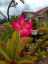 Plant Adenium Beutiful flower amazing pink