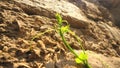 Plant on adobe brick wall. Royalty Free Stock Photo