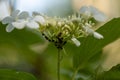 The plant is affected by aphids. ants monitor the work of aphids Royalty Free Stock Photo