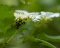 The plant is affected by aphids. ants monitor the work of aphids Royalty Free Stock Photo