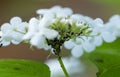 The plant is affected by aphids. ants monitor the work of aphids Royalty Free Stock Photo