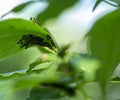 The plant is affected by aphids. ants monitor the work of aphids Royalty Free Stock Photo