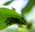 The plant is affected by aphids. ants monitor the work of aphids Royalty Free Stock Photo