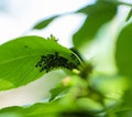 The plant is affected by aphids. ants monitor the work of aphids Royalty Free Stock Photo