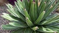 Plant - Agave victoriae-reginae