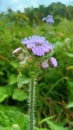 Plant Ageratum conyzoides Royalty Free Stock Photo