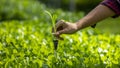 Plant in agriculture female hand, Smart farming agricultural technology harvesting hydroponic in a greenhouse, Farmer examining