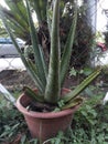 plant aloe vera in pots