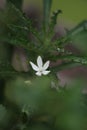 Ki tolod with the Latin name Isotoma longiflora is a medicinal plant in the form of an upright terna that reaches 60 cm in height.