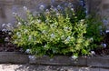 The plant, also known in our region as the forget-me-not, large-leaved, is a very popular and especially undemanding perennial. fo