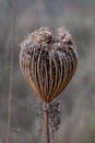 Plant Ammi visnaga daucoides Gaertn in the Apiaceae family known as Khella Baldi or close-up toothpick