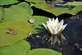 Plants and animal life in the swamp. A frog, a snail and a water snake next to a beautiful water lily flower.