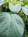 plant anting anting background nature