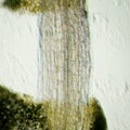 Plant arabidopsis thaliana root