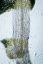 Plant arabidopsis thaliana root Royalty Free Stock Photo