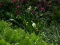 Plant arrangement in spring. Ferns   Polypodiopsida, in the foreground, yellow irises in the middle of the picture, purple Royalty Free Stock Photo