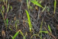Plant ash and first green sprouts on the field after the fire burned Royalty Free Stock Photo