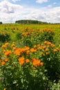 Plant Asiatic Globe-flower lat. Trollius asiaticus in their