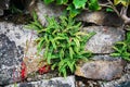 Plant Asplenium trichomanes, the maidenhair spleenwort, is a small fern in the spleenwort genus Asplenium Royalty Free Stock Photo