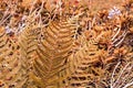 Plant autumn background with dry fern leaves close-up and copy space in ginger tones, fall season, abstract, texture, beauty in Royalty Free Stock Photo