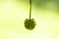 plant background. the fruit bowl American white maple closeup