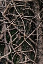 Intertwined creepers on a tree trunk - Natural background