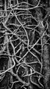 Intertwined creepers on a tree trunk - Natural background