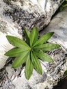 Plant background made of green leaf of wild lupine and the bark of birch trunks