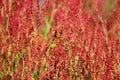 Plant background of Rumex acetosella