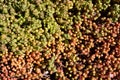 Plant background is sedum lydium Royalty Free Stock Photo