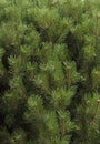 plant background. undersized pine texture