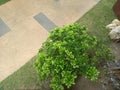 A plant in the backyard pictured from above a green and leafy shrub