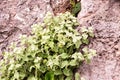 Plant Ballota acetabulosa grows in the mountains