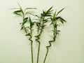 plant bamboo flower green happiness stem tree