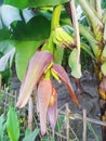 Plant banana its good for helth