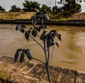 Plant on the bank of a river