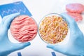 Plant based meat substitutes research. Cultured artificial laboratory meat Royalty Free Stock Photo