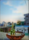 A plant of basil in the pot filled with mud and water